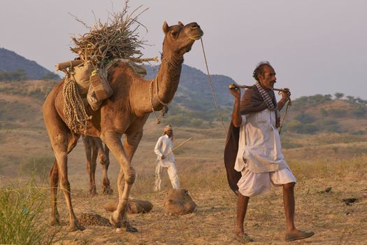 Pushkar, Rajasthan, India - November 5, 2008: Male camel herder arriving at the annual Pushkar Fair in Rajasthan, India. Camel carrying branches to be used on open fire whilst camping at the fair.