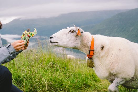 sheeps on a mountain farm on a cloudy day. A woman feeds a sheep in the mountains of norway. A tourist gives food to a sheep. Idyllic landscape of sheep farm in Norway. Content Sheep, in Norway.