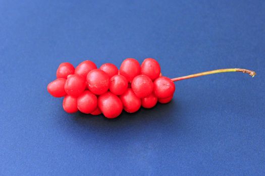 branch of red ripe schisandra on the dark blue background