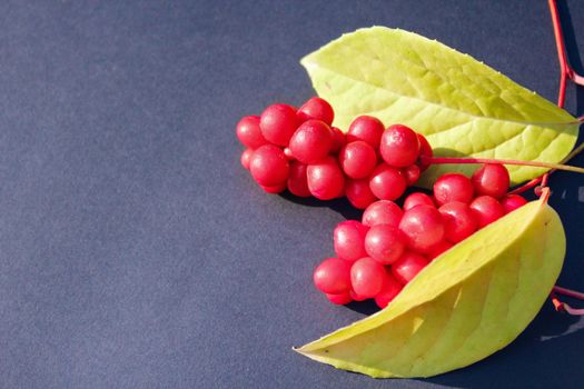 branch of red ripe schisandra with leaves lay on the dark blue background
