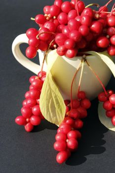 branches of red schizandra and leaves in the cup on the dark background. Crop of schizandra