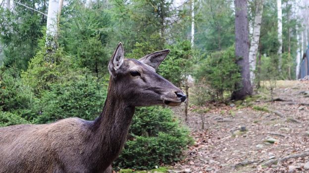 deer walks in the forest in early summer in the Carpathians