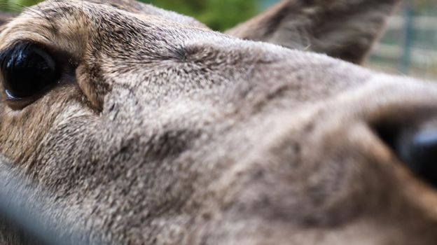 White-tailed deer very detailed close-up portrait. With a deer eye. ungulates ruminant mammals. Portrait courageous deer.