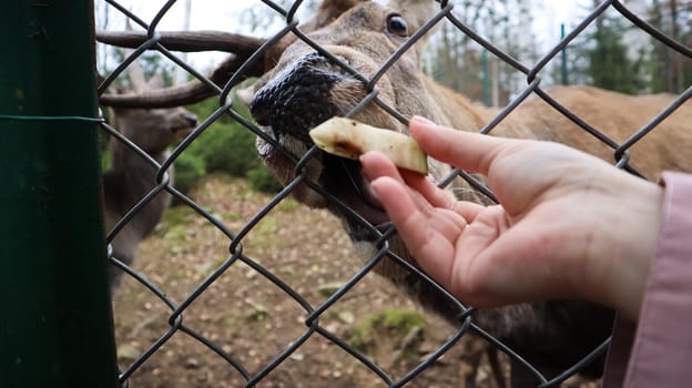 A woman feeds a deer with horns through a fence in a zoo. Deer eats sugar beets from a female hand