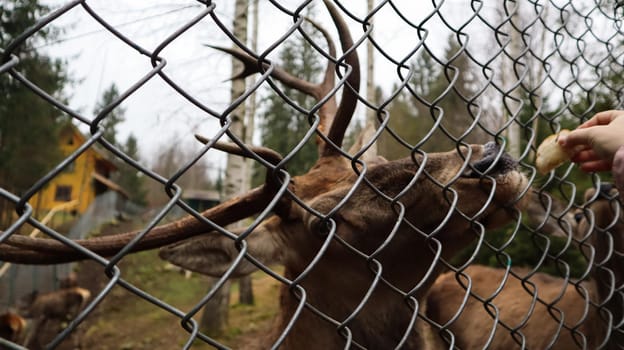 A woman feeds a deer with horns through a fence in a zoo. Deer eats sugar beets from a female hand