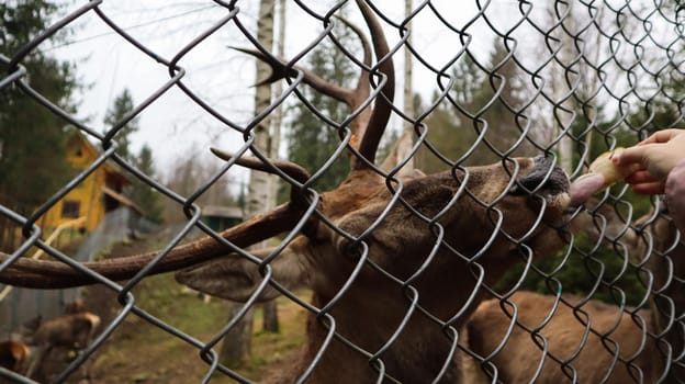 A woman feeds a deer with horns through a fence in a zoo. Deer eats sugar beets from a female hand
