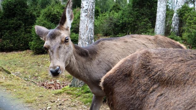 deer walks in the forest in early summer in the Carpathians