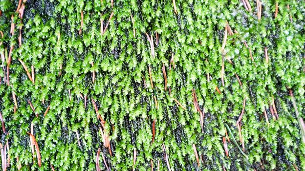 Moss green texture. Moss background. Green moss on a gray stone texture. background with copy space. beautiful texture in nature.
