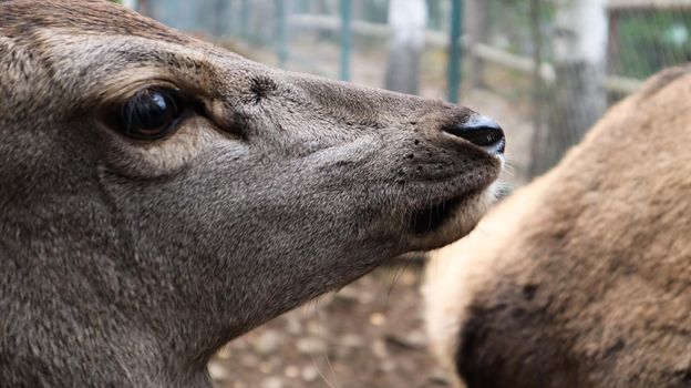 White-tailed deer very detailed close-up portrait. With a deer eye. ungulates ruminant mammals. Portrait courageous deer.