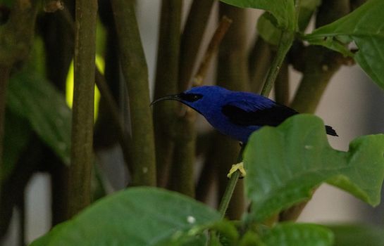 Yellow legged honeycreeper Cyanerpes caeruleus perches in a tree in Brazil