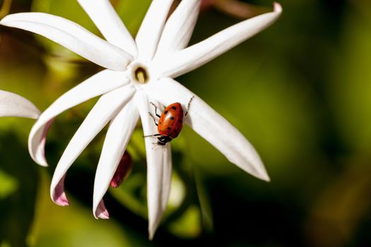 White night jasmine flower with a Convergent lady beetle also called the ladybug Hippodamia convergens