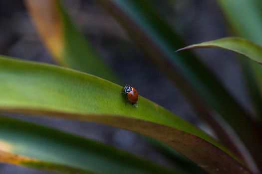 Spotted Convergent lady beetle also called the ladybug Hippodamia convergens on a green leaf