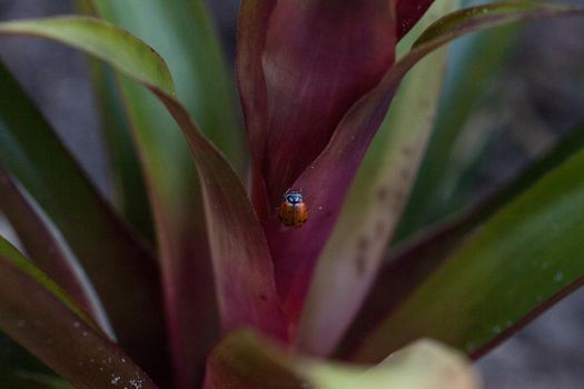 Spotted Convergent lady beetle also called the ladybug Hippodamia convergens on a green leaf