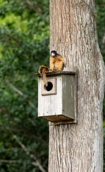 Red fox squirrel Sciurus niger sitting on a birdhouse in Naples, Florida.