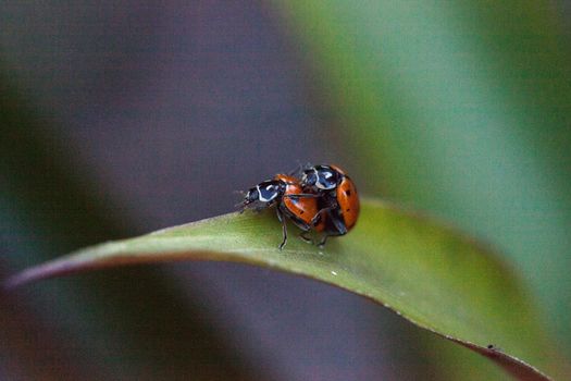 Mating Spotted Convergent lady beetles also called the ladybug Hippodamia convergens on a green leaf