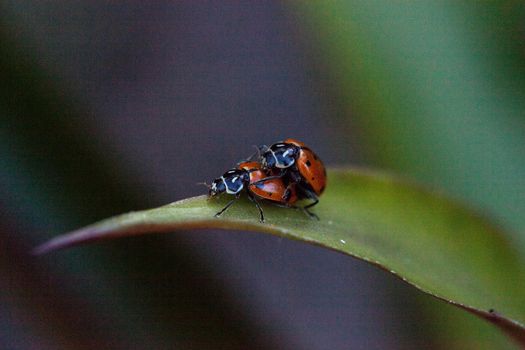 Mating Spotted Convergent lady beetles also called the ladybug Hippodamia convergens on a green leaf