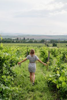 Back view of a woman in summer dress walking through the vineyard