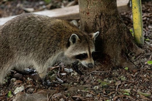 Young raccoon Procyon lotor hunts for food in swamp water in Naples, Florida