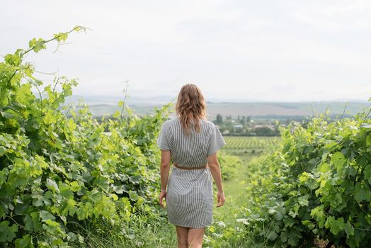 Back view of a woman in summer dress walking through the vineyard