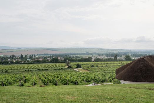 summer green vineyard in cloudy day