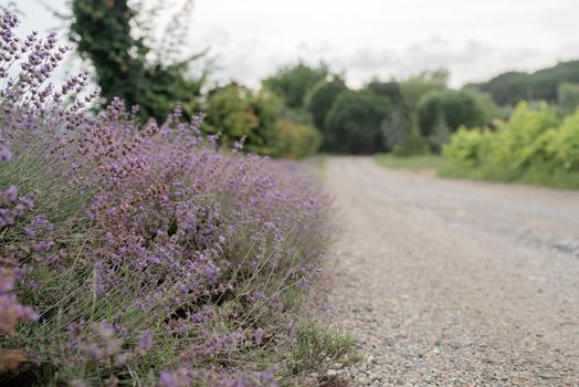 lavender field by the rural road