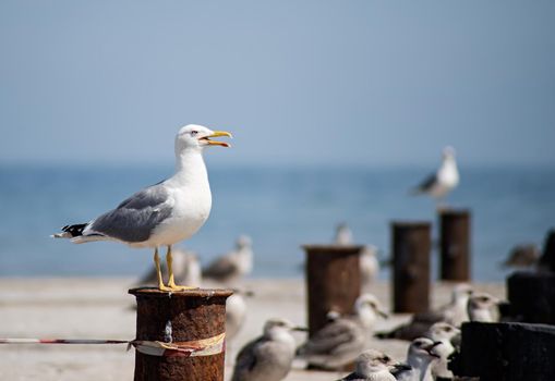 Seagull standing on a wooden post