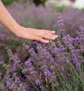 Nature. Woman hand touching lavender flowers on lavender field