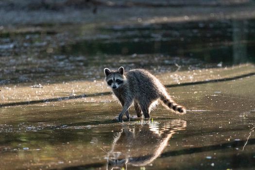 Cute young raccoon Procyon lotor with face reflected in swamp water in Naples, Florida