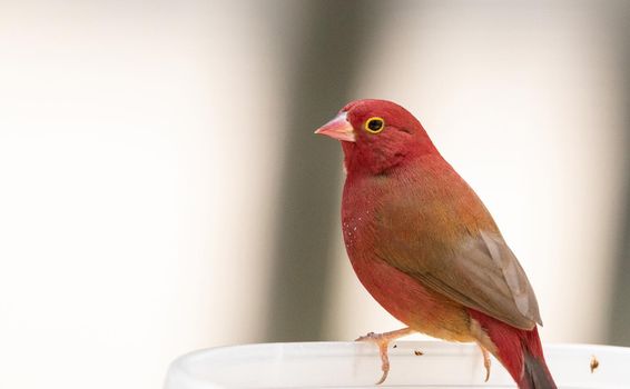 Red billed firefinch Lagonosticta senegala is a small bird found in Africa