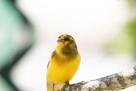 Bright yellow male Atlantic Canary bird Serinus canaria is found on the Canary Islands.