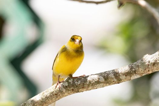 Bright yellow male Atlantic Canary bird Serinus canaria is found on the Canary Islands.