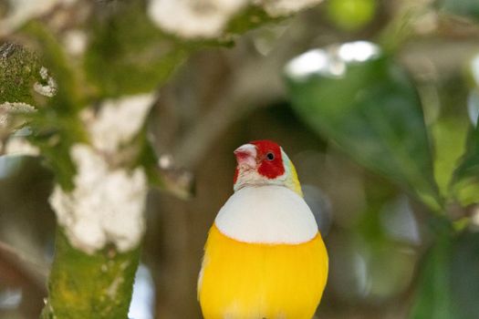 Rare Orange and yellow Lady Gouldian Finch bird Erythrura gouldiae as it sits in a tree in Australia