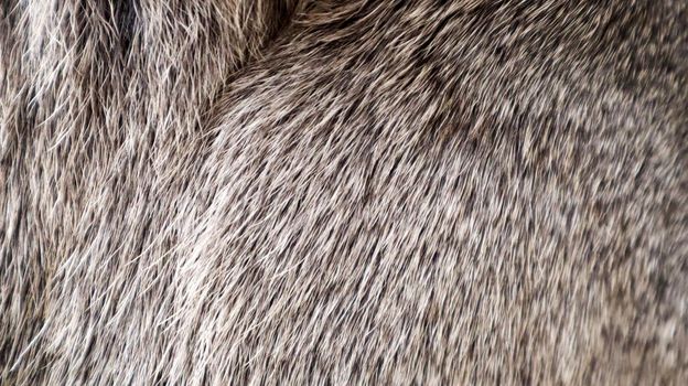 Mule deer fur background texture image. Gray fur close-up. Thailand Fur of deer female.