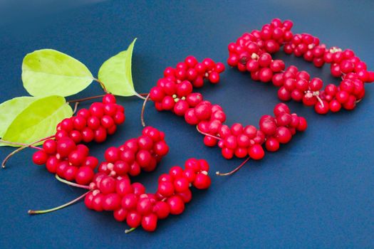 word Eco from red ripe berries of schisandra on the dark blue background. Healthful schisandra. berries at an angle