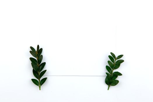 Top view on a sheet of paper and a green twig with leaves. Hero image and copy space.