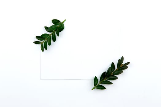 Top view on a sheet of paper and a green twig with leaves. Hero image and copy space.