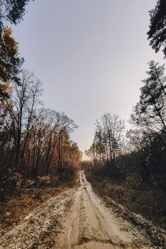 Forest road under sunset sunbeams. Lane running through the autumn pine forest at dawn or sunset.