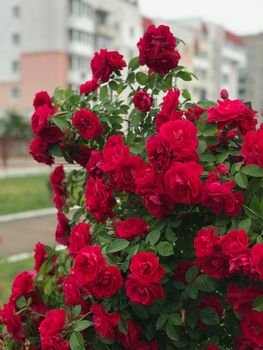 Beautiful fresh roses in nature. Natural background, large inflorescence of roses on a garden bush. A close-up of a bush of red roses on the alley of the city park.