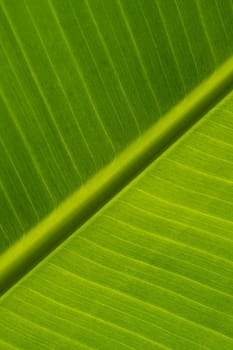 Ecological background of exotic leave. Texture of green leave of banana palm, cose-up.
