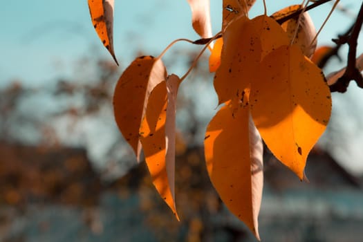 Autumn leaf on a branch on a sky background. Fall nature season orange tree forest bright plant beautiful foliage color yellow environment.