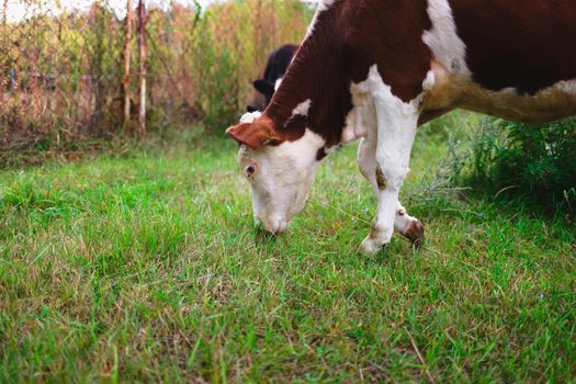 A young cow grazes on a green meadow. Raising cattle on a farm. Copy space