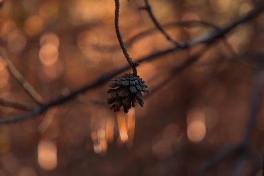 Small brown pine cone on a dry branch. Blurred background. Pine seed. Animals food.