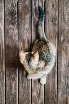 Kitten sitting on wooden background and staring back, top view.