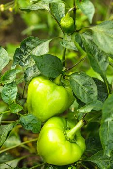 Green pepper plant in the garden close up