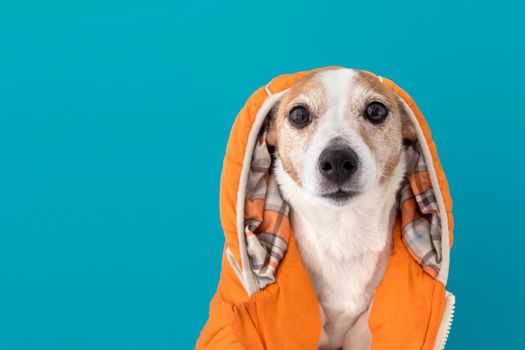 Funny little dog wearing bright orange costume with hood looking at camera sitting against blue background