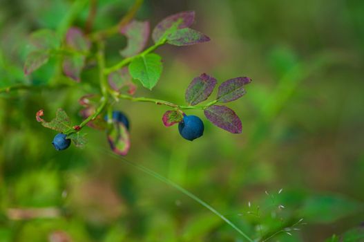 Wild bilberry in the spruce forest. Ripe berries on the bush.