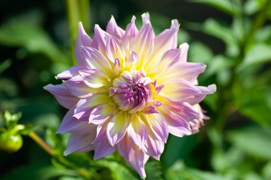 Pastel, yellow, lilac dahlia petals macro, floral background. Close up of flower dahlia for background.