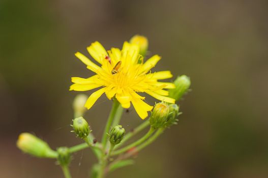 Yellow dandelion-like flowers, yellow wild flower with insect on it.