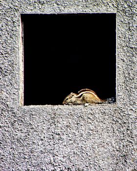 Indian Palm Squirrel(Funambulus palmarum) sitting in a square window of newly constructed house.