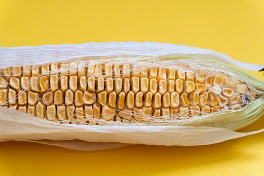 Closeup of moldy dried corn at yellow background, copy space.